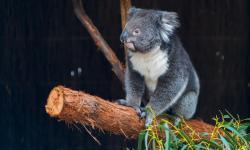Featured image of post Australia
