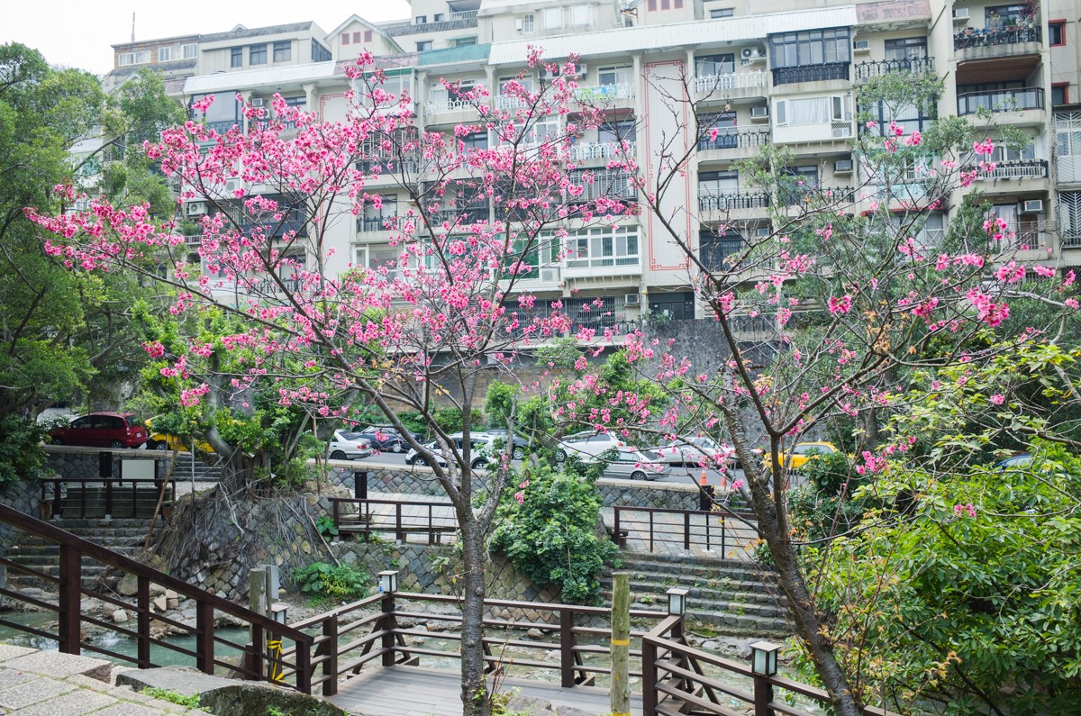 樱花开始慢慢地开放