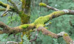 Featured image of post 滤镜拯救世界……2017跨年游 Day 2 - Sagefarm, Otway Fly Treetop Adventures