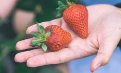 Featured image of post Strawberry Picking at Blue Hills, Lunch at Branded Burgers