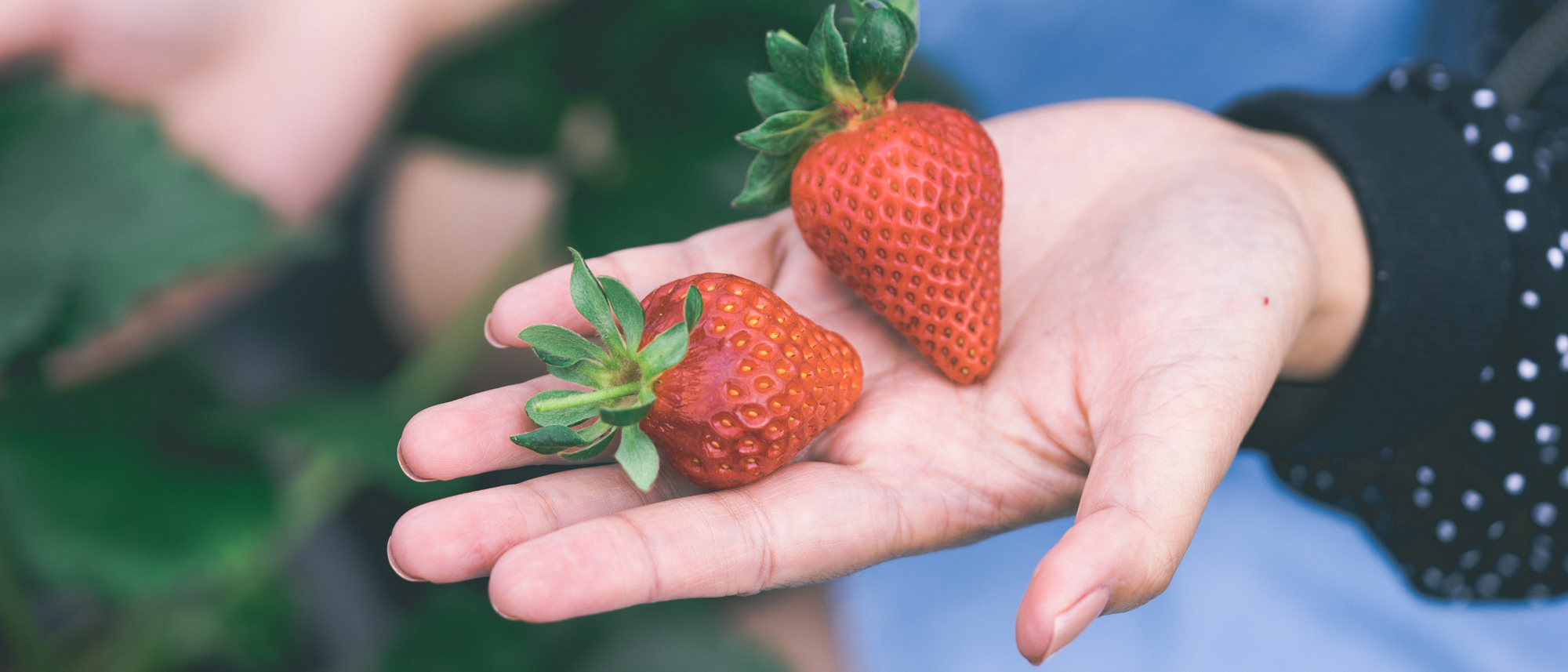 Strawberry Picking at Blue Hills, Lunch at Branded Burgers
