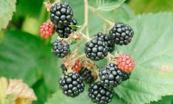 Featured image of post 周末家庭活动的好去处，Jay Berries摘水果初探