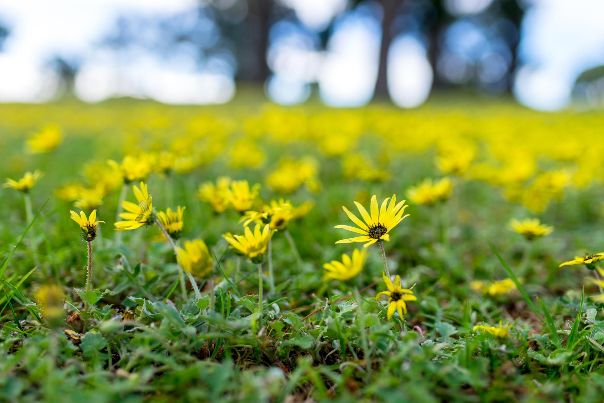 Sony A7 La Ea4 and Sigma 35 F1.4 Art Review