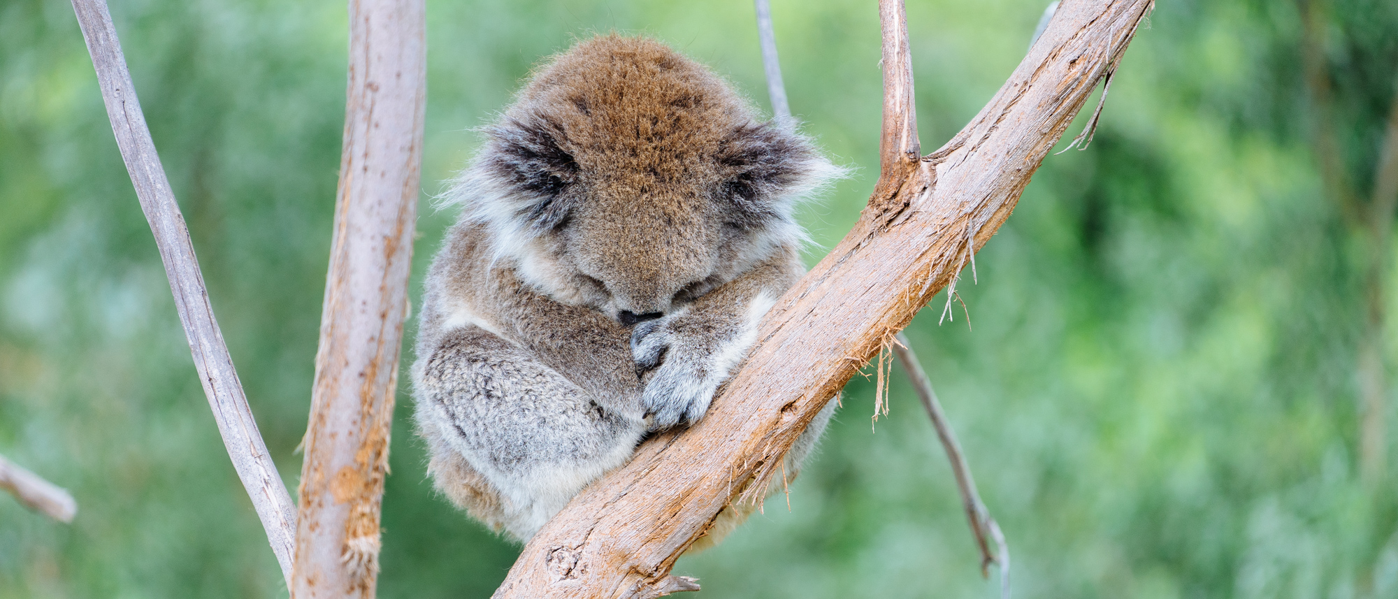 Victoria动物园打卡之Healesville Sanctuary