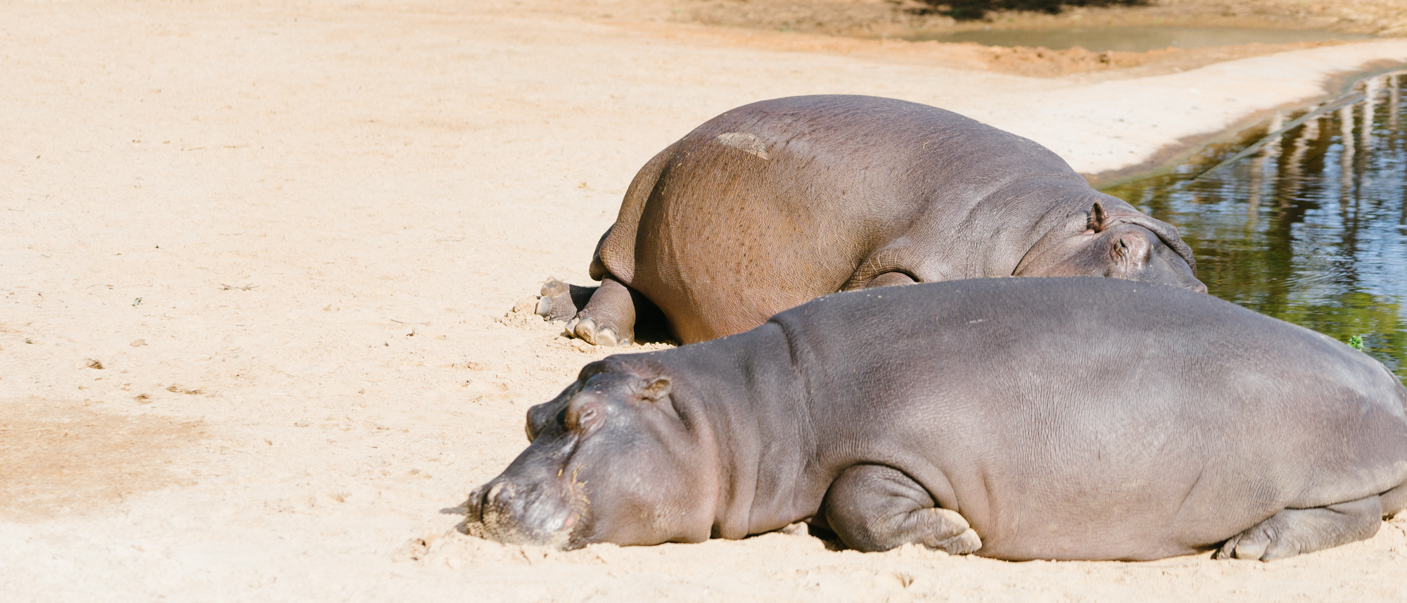 Victoria动物园打卡之Werribee Open Range Zoo