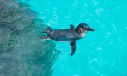 Featured image of post Holiday @ Ballarat Wildlife Park